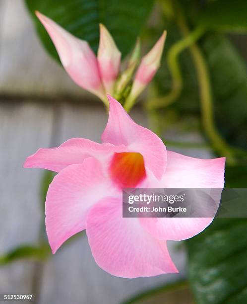 mandevilla, apocynaceae, dogbane - mandevilla ストックフォトと画像