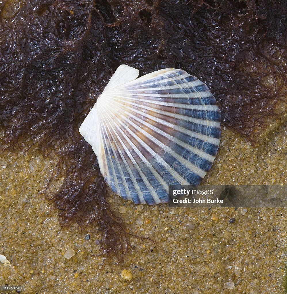 Tidal pool close-up