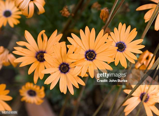 african daisy,dimorphotheca osteospermum - dimorphotheca stock pictures, royalty-free photos & images