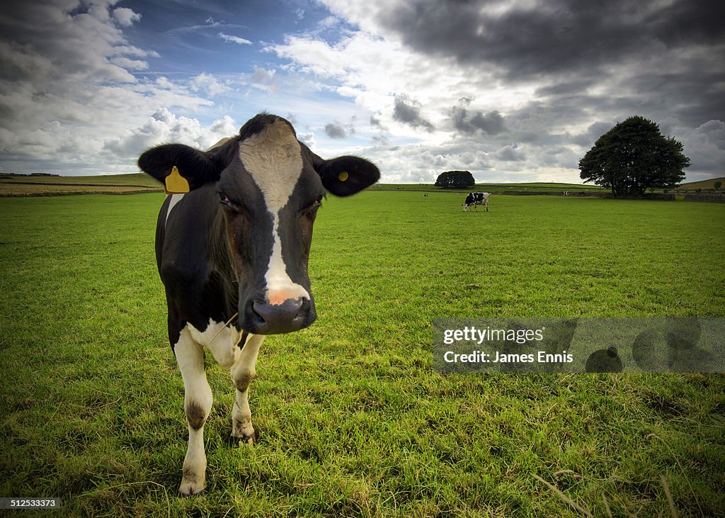 Dairy Cow in green field pasture