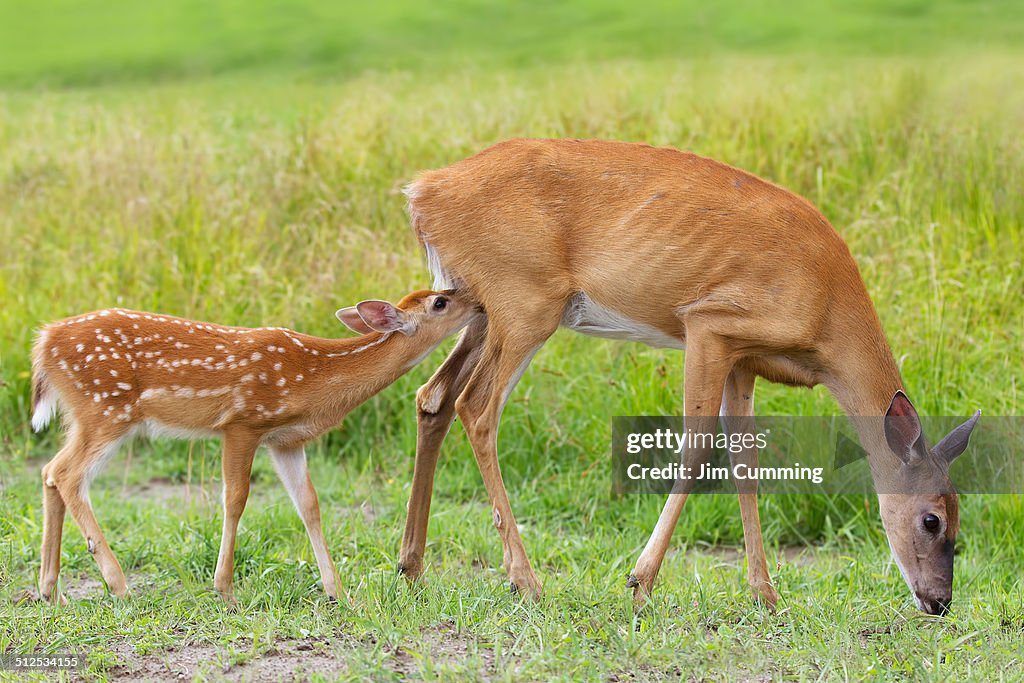 White-tailed deer Family