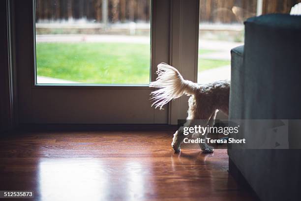 a small dog's tail is seen from behind a couch - 尾 ストックフォトと画像