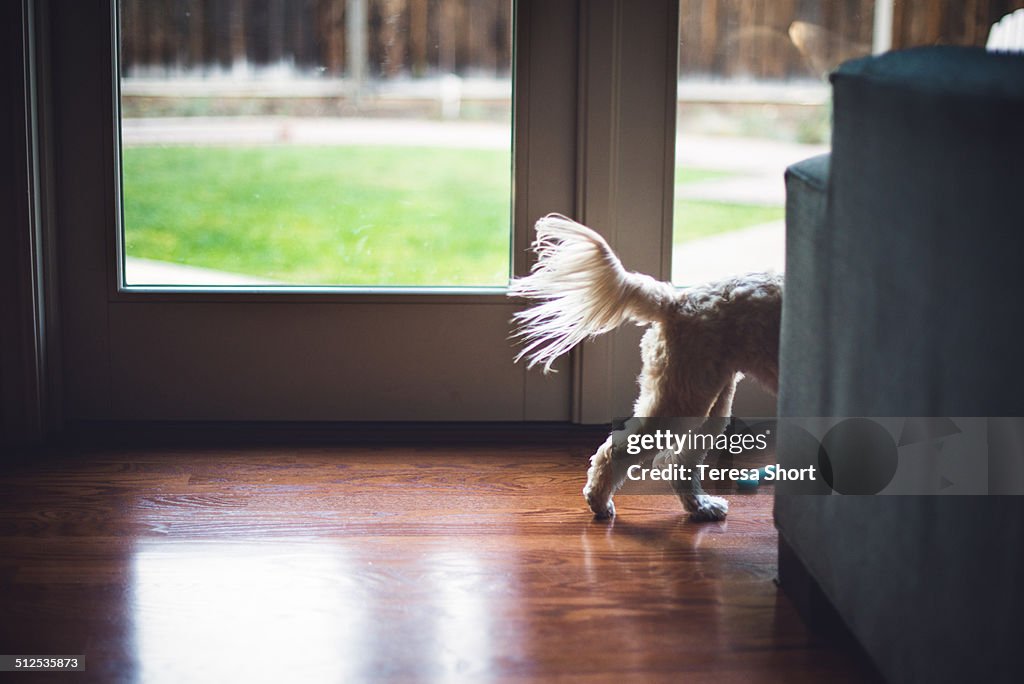 A small dog's tail is seen from behind a couch