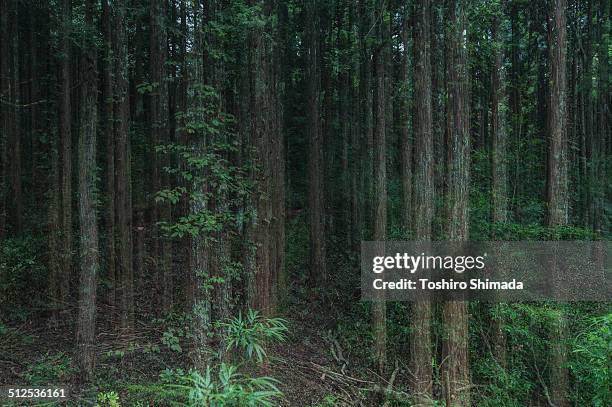 multi-exposured forrest at dawn - cryptomeria japonica stock pictures, royalty-free photos & images