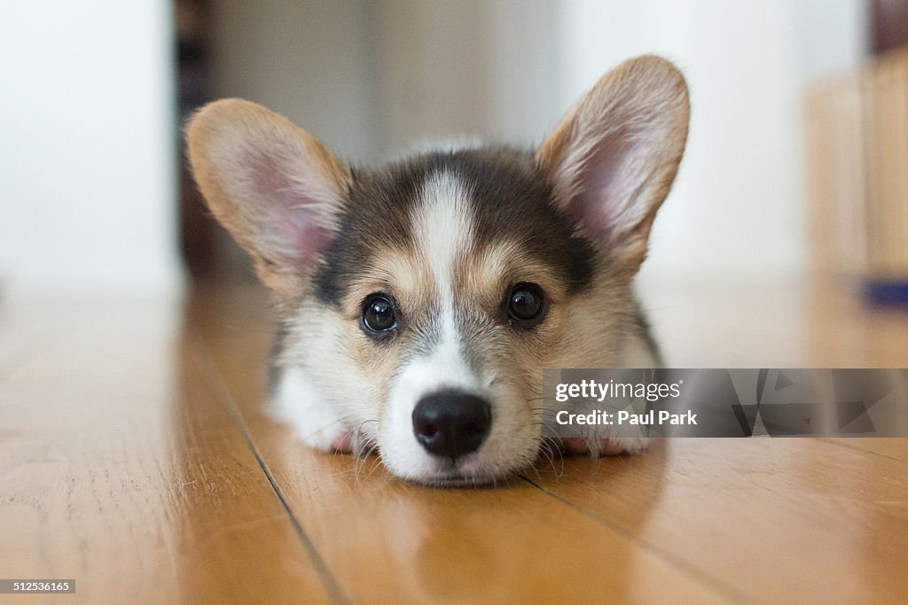 Corgi puppy