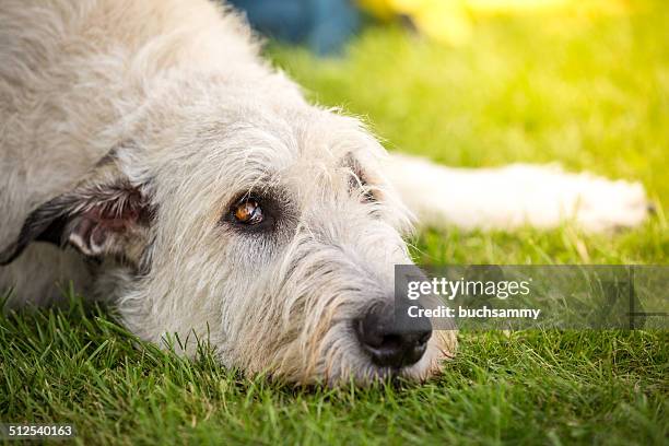 spreaders look of a irish wolfhound - lobero irlandés fotografías e imágenes de stock