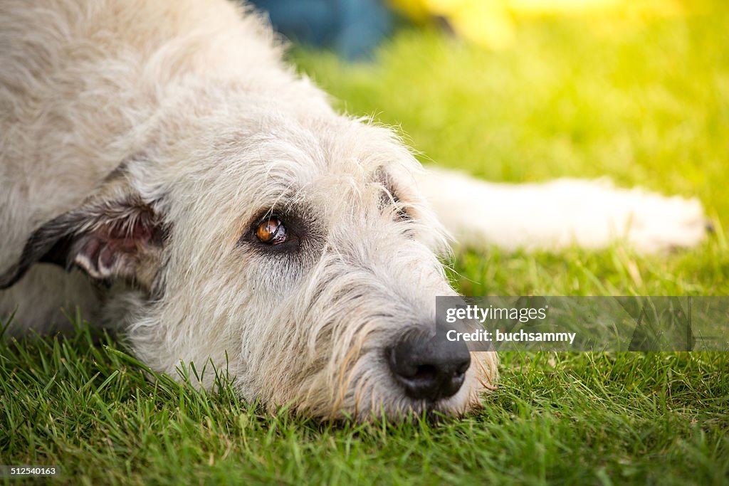 Spreaders look of a Irish Wolfhound