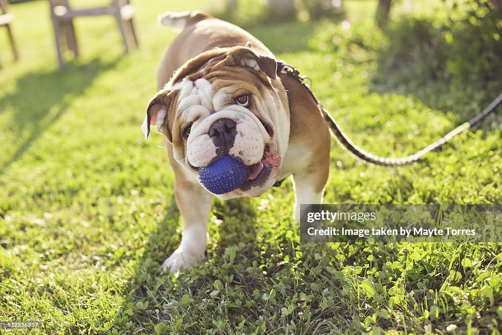 Bulldog with ball