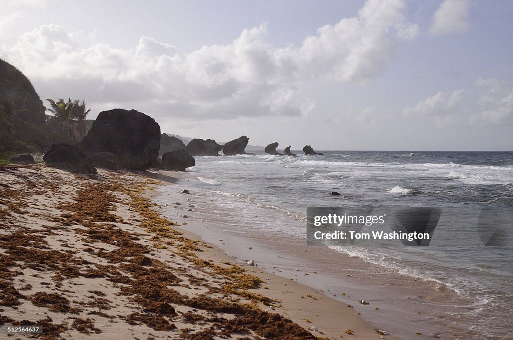 Rugged windswept Barbados beach and rocks
