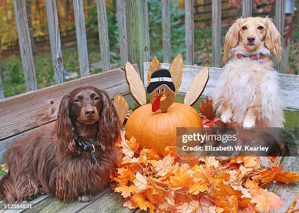 two dogs with turkey pumpkin - dog turkey stock pictures, royalty-free photos & images