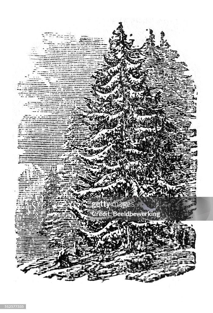 Christmas tree in the woods