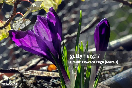 February 'Spring' Crocus February 'Spring' Crocus