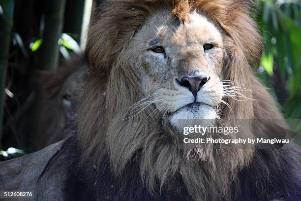 lion mane - glaring meaning stock pictures, royalty-free photos & images