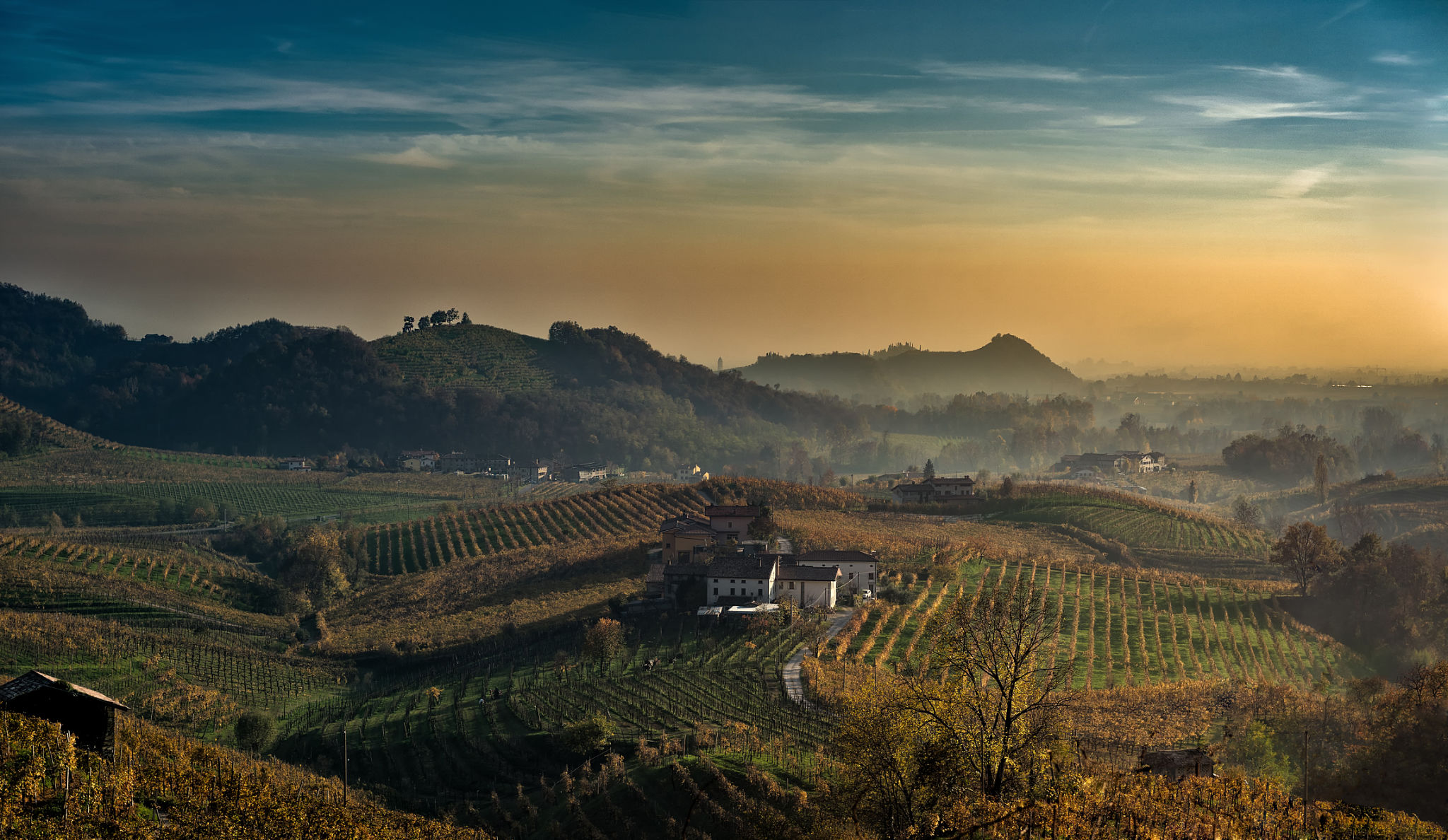 vineyards treviso
