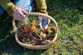 Food Forager in Denmark