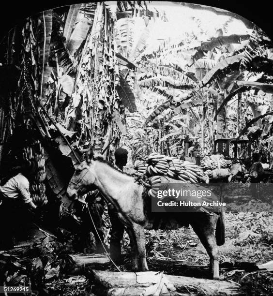 Two workers load a donkey or mule with bananas during the harvest on a banana plantation in Costa Rica, early 1900s.