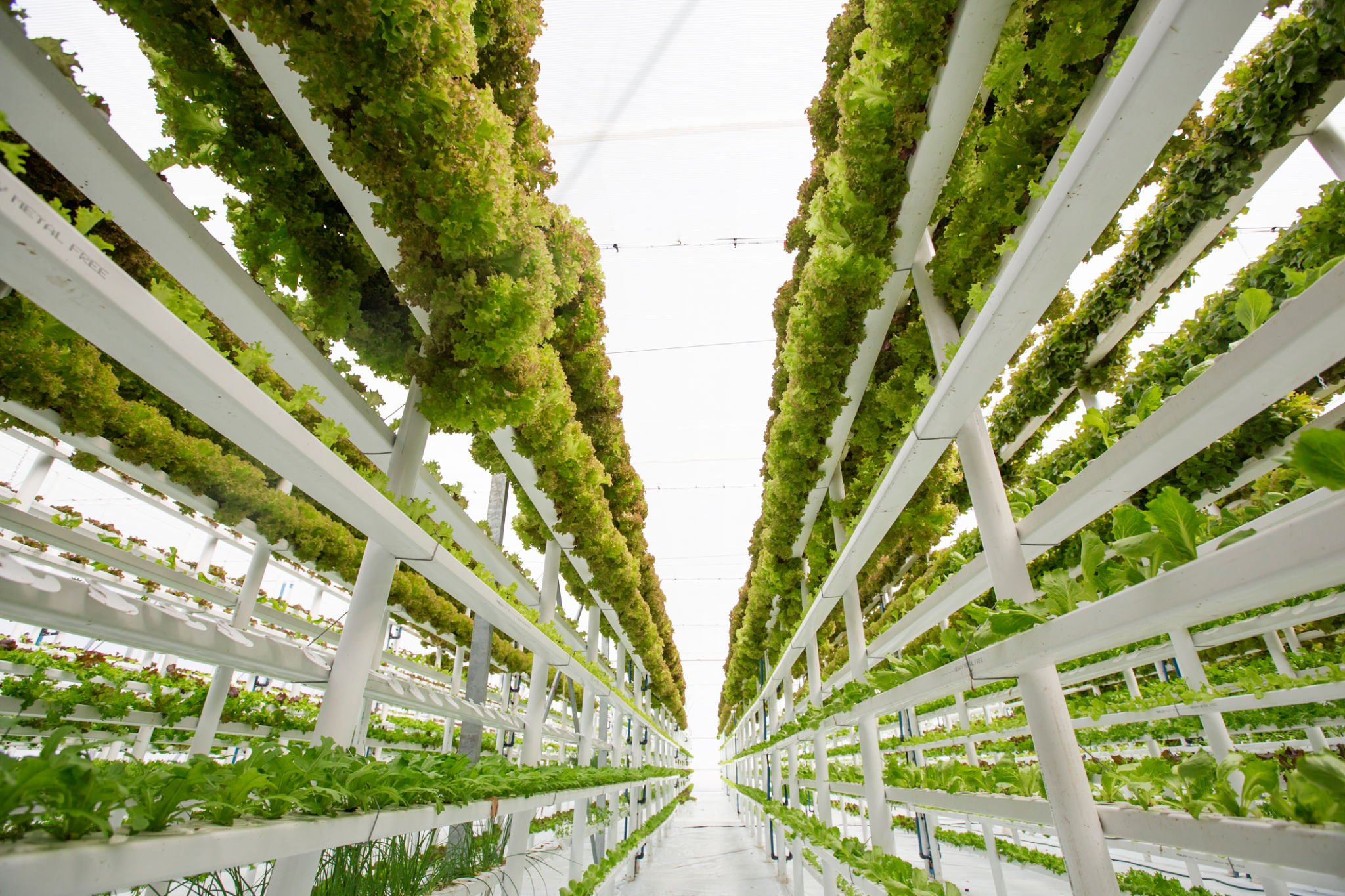 vertical hydroponics