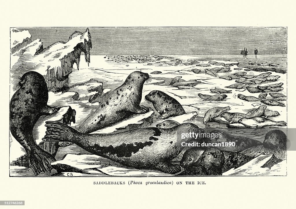 Harp seal or saddleback seal on the ice