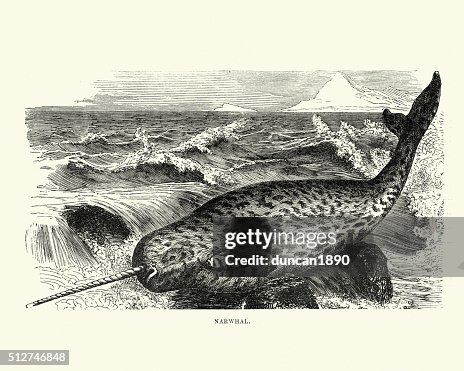 Narwhal Narwhal