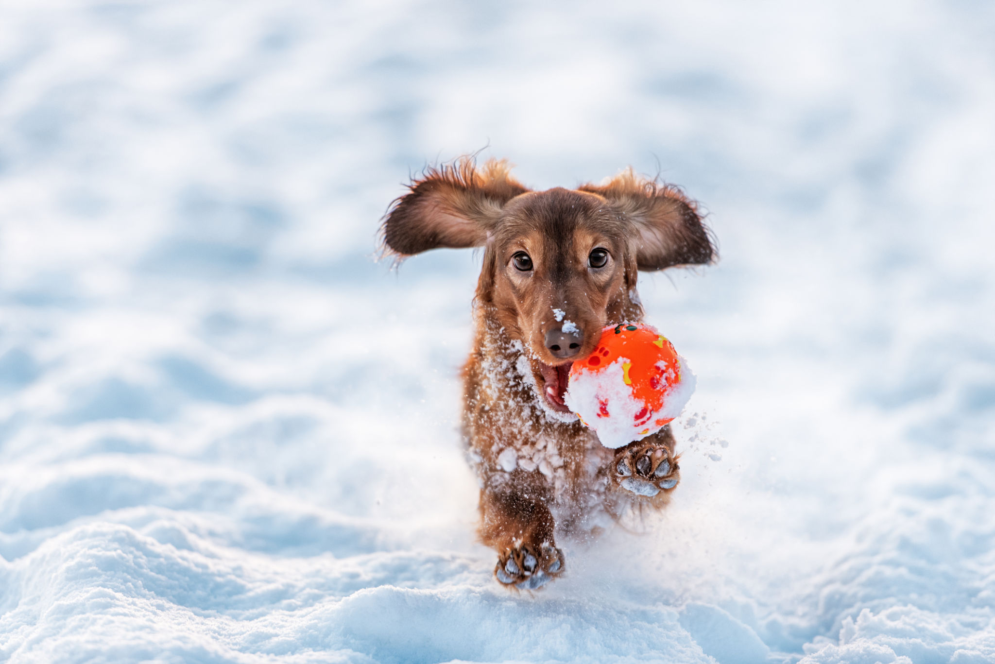 pet snow