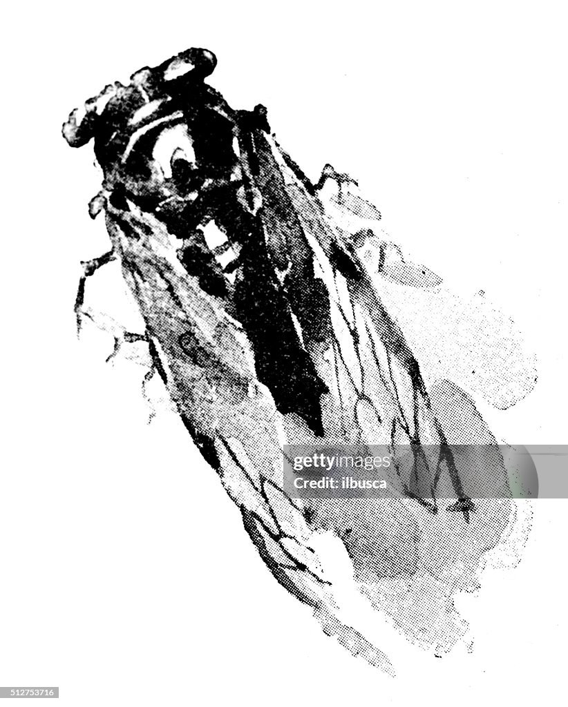 Japanese Insect Drawing Antique Dotprinted Watercolor Illustration Of Japan Insect High-Res ...