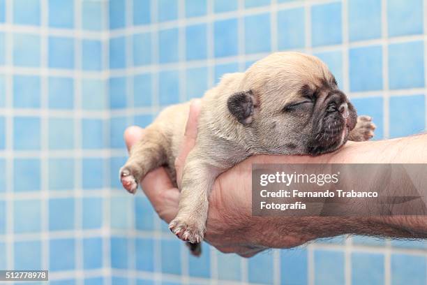 the puppy - cachorro perro stockfoto's en -beelden