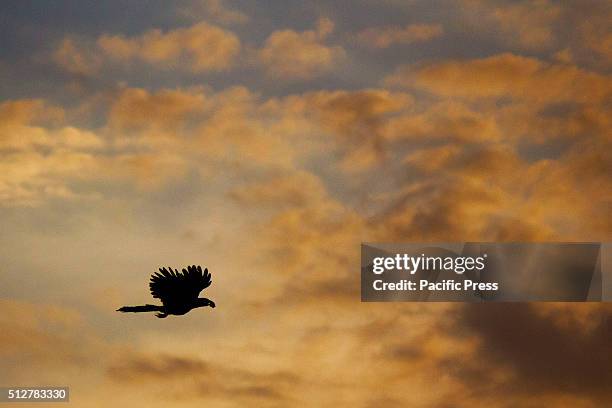 Bird flying in the sky of Pekanbaru City during a beautiful dusk of February.