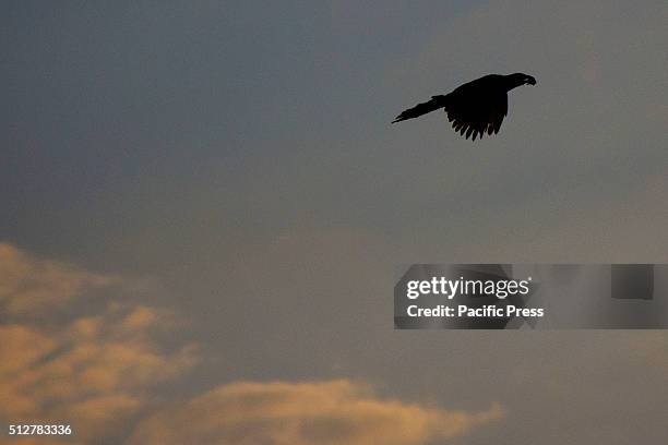 Bird flying in the sky of Pekanbaru City during a beautiful dusk of February.