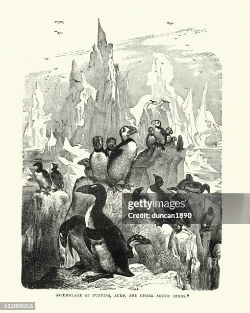 arctic birds - puffins, auks and others - puffin stock illustrations