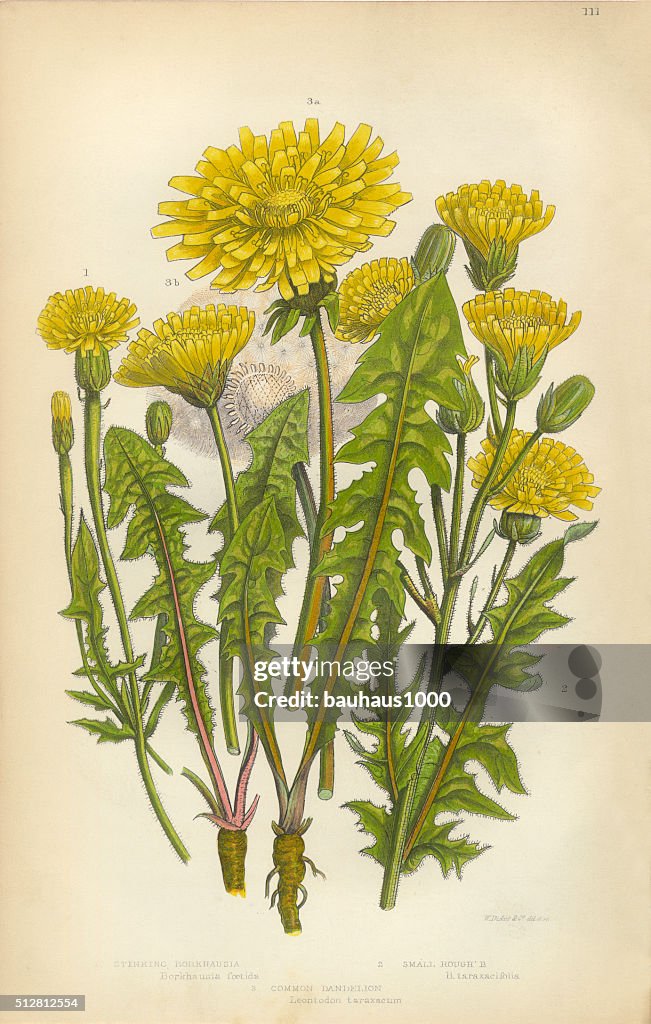 Diente de león, Crepis, Esta, Borkshausia, Victoriana ilustración botánicos