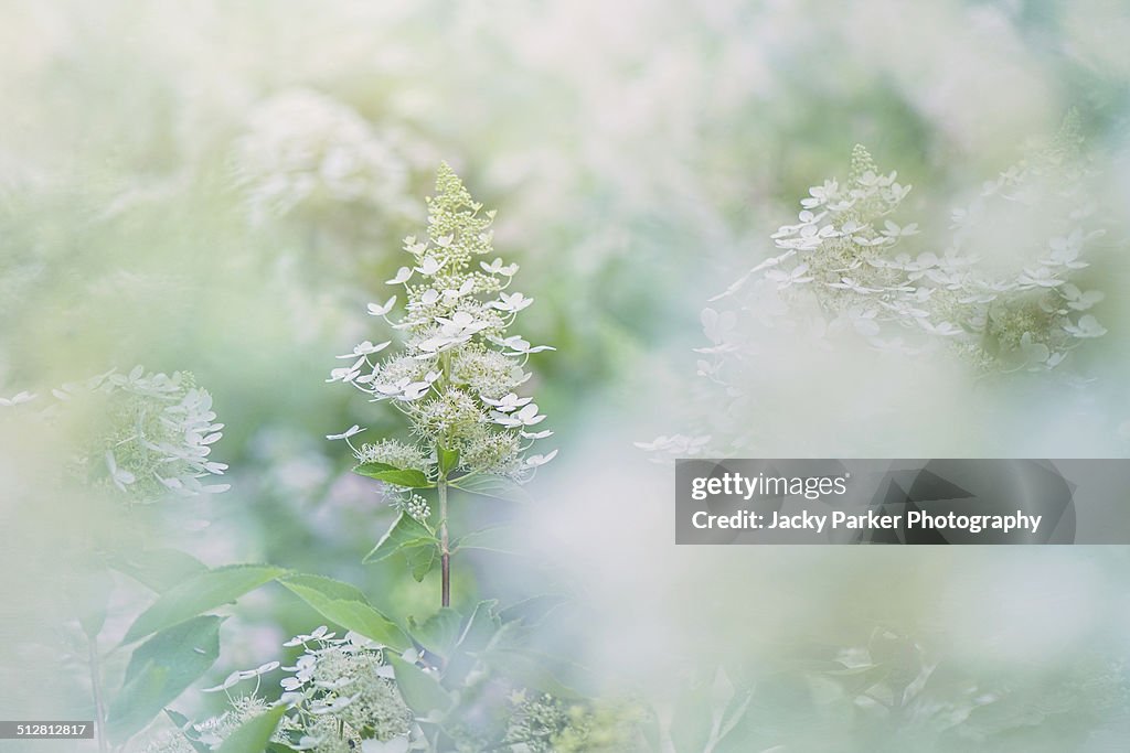 Hydrangea paniculata 'Brussels Lace'