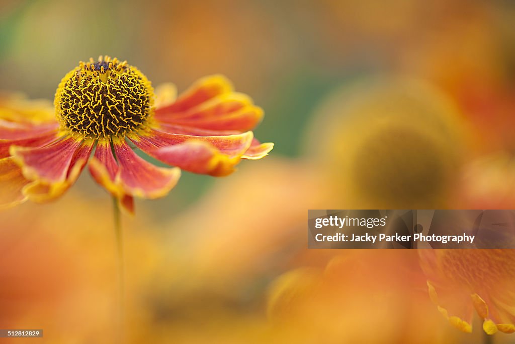 Orange Helenium Summer Flower