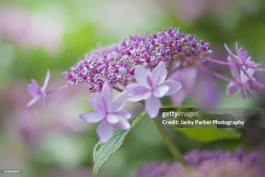 Hydrangea macrophylla 'Izu-No-Hana'