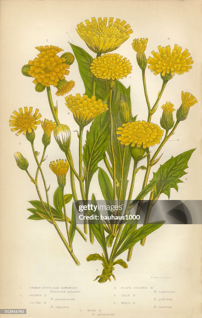 Dandelion, Crepis, Hawksbeard, Hawksweed, Borkshausia, Victorian Botanical Illustration