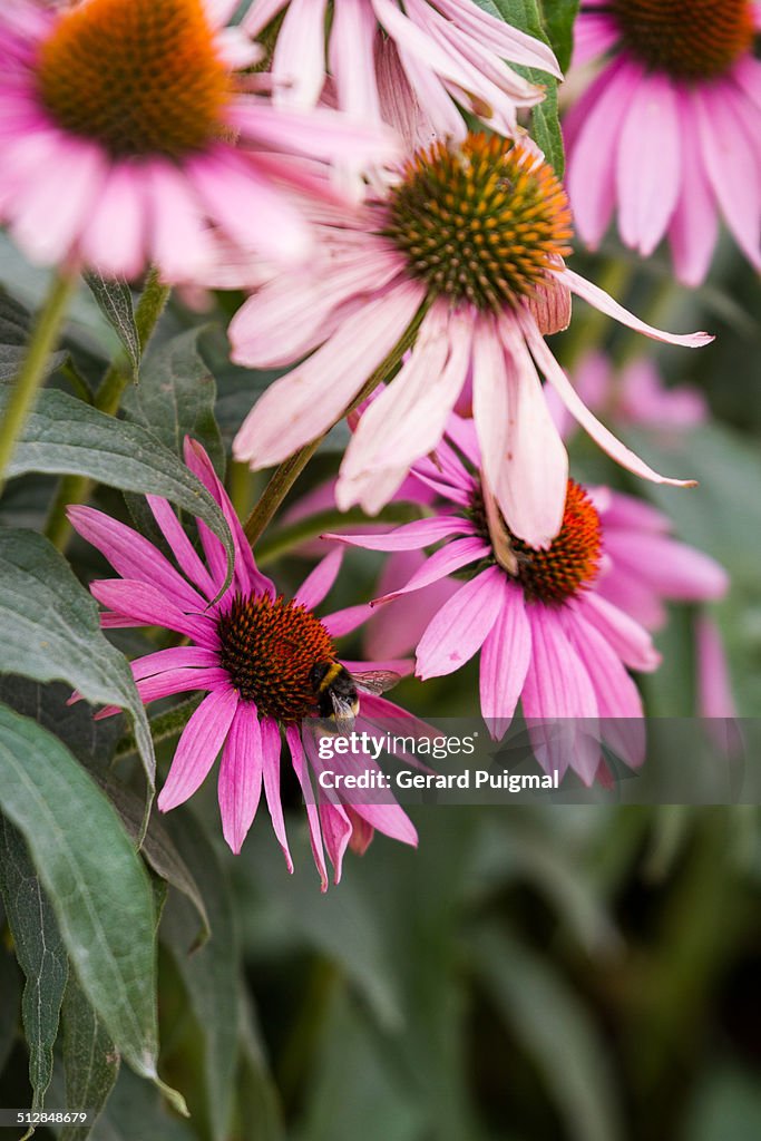 A bee is sucking nectar from a purple daisy