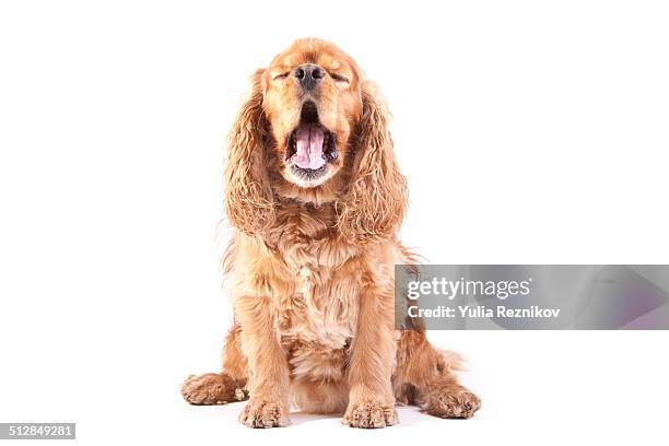 american cocker spaniel dog - cocker fotografías e imágenes de stock