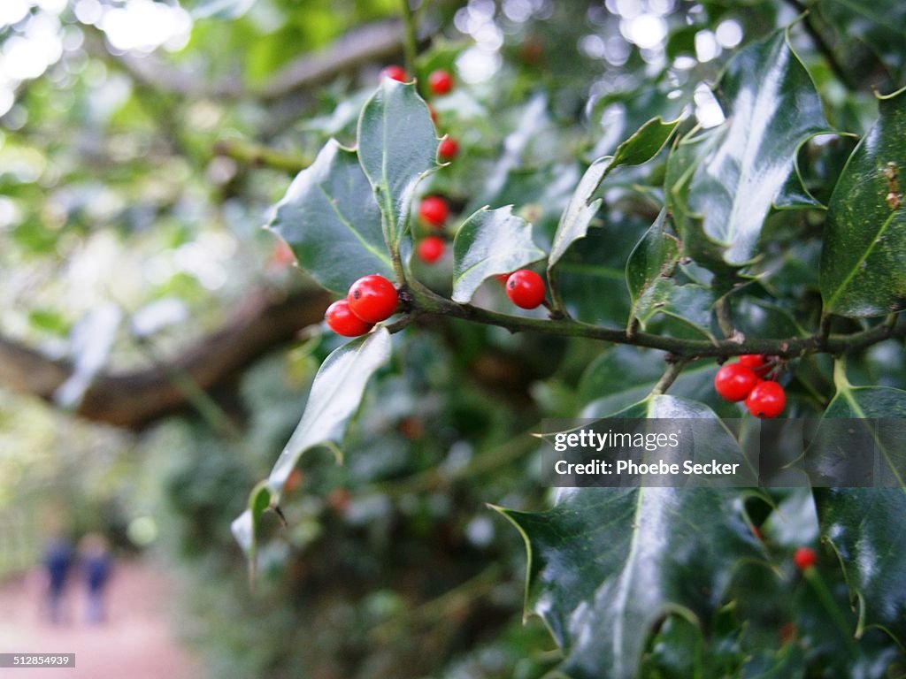 Holly Bush