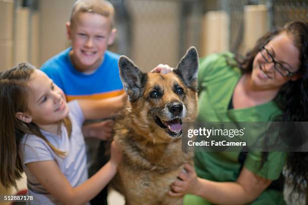 playfully petting a dog - humane society stock pictures, royalty-free photos & images