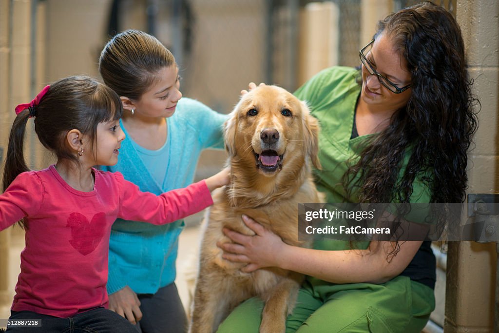 Volunteering at an Animal Shelter