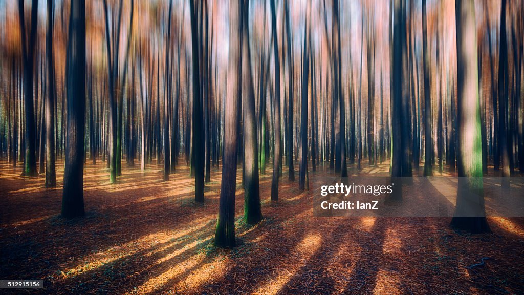 Forest hallucination