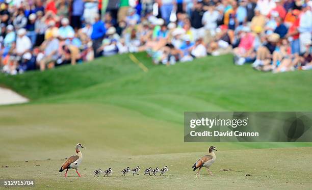 Family of geese hold up play as hey march accross the ninth fairway during the final round of the 2016 Honda Classic held on the PGA National Course...