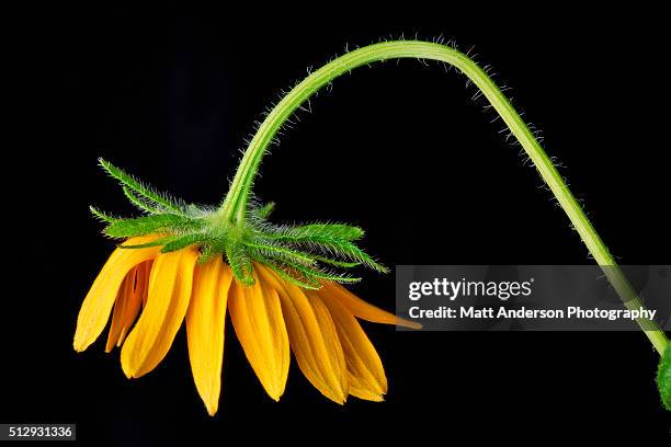 bending flower - bending stock pictures, royalty-free photos & images