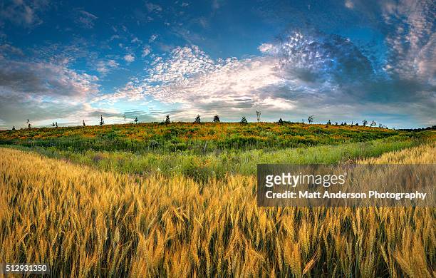 summer wheat field - amber waves of grain stock pictures, royalty-free photos & images