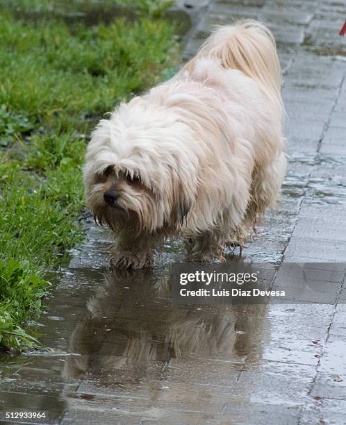 dog in the rain - chinook dog stock pictures, royalty-free photos & images