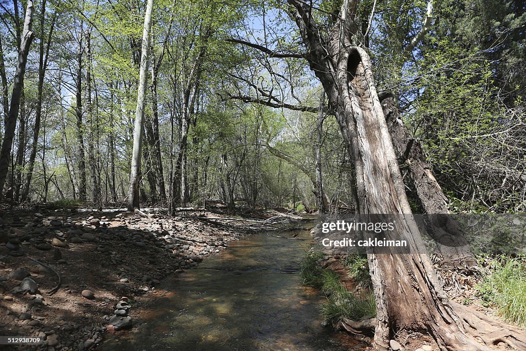 Walking along the creek in Sedona, Arizona