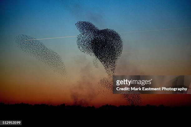 starling formation - birds flying stock pictures, royalty-free photos & images
