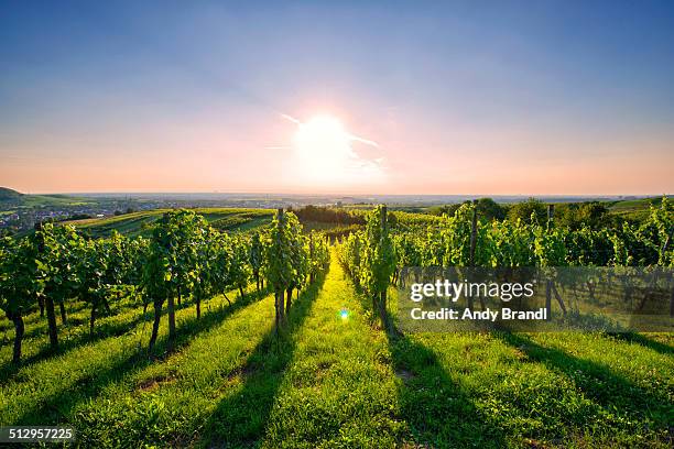 kraichgau vineyard (germany) - azienda vinicola foto e immagini stock