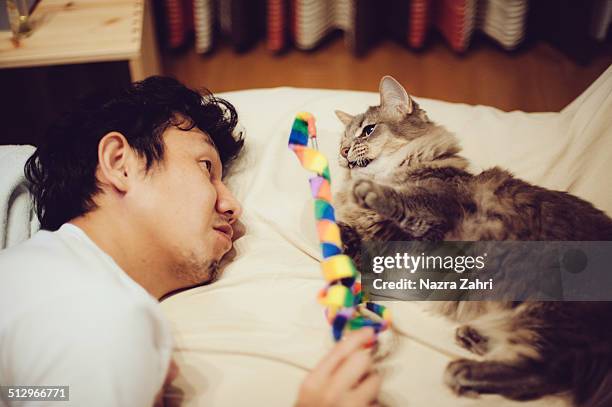 man playing with munchkin cat - munchkin cat bildbanksfoton och bilder