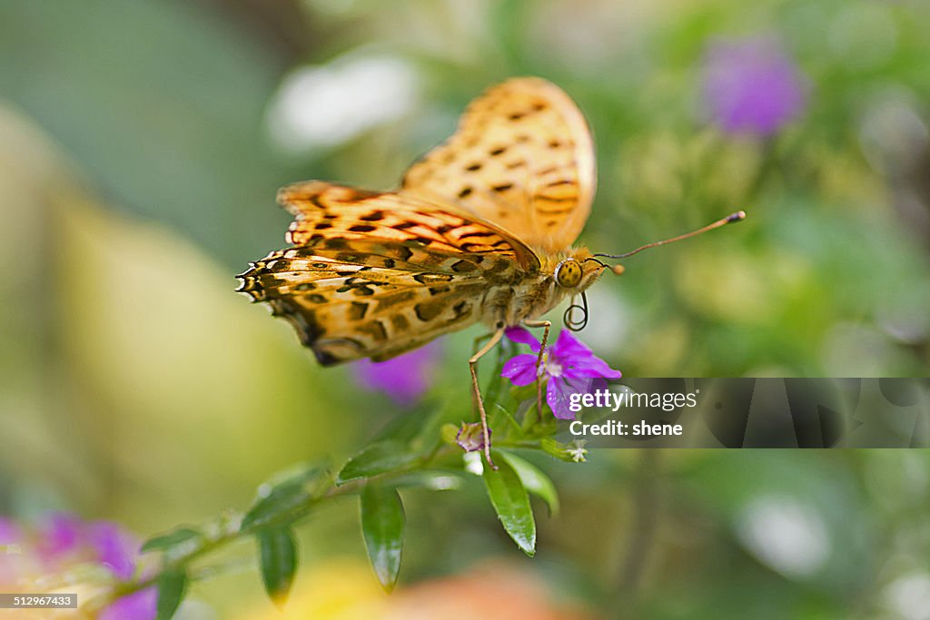 Silver Washed Fritillary Butterfly