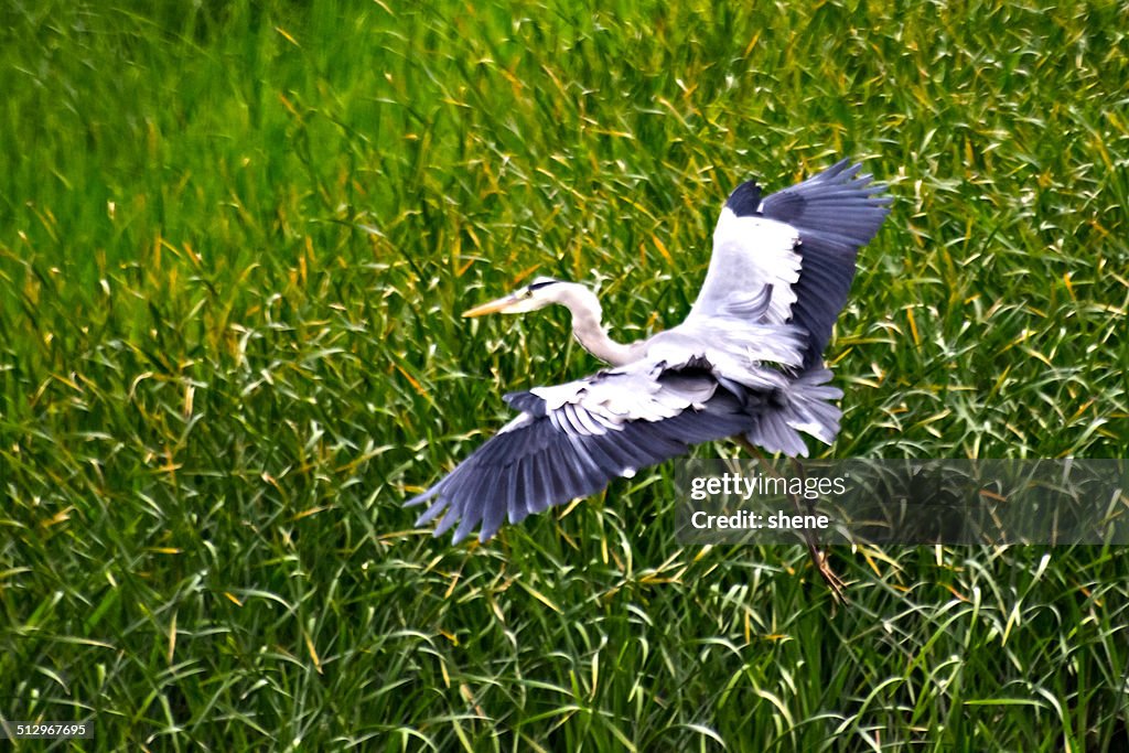 Grey Heron's Flapping in the air